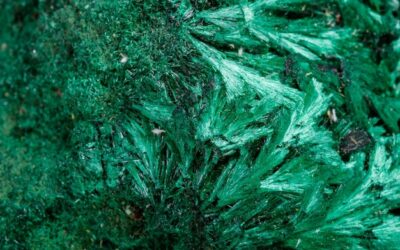 Co posadzić pod tuje szmaragdowe w ogrodzie?