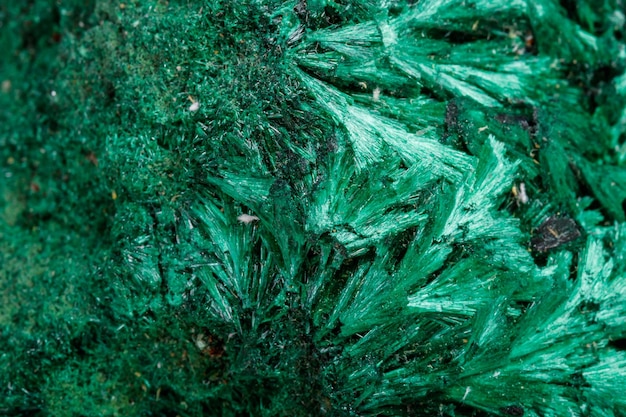 Co posadzić pod tuje szmaragdowe w ogrodzie?