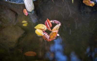 Czym najlepiej karmić rybki w przydomowym oczku wodnym?