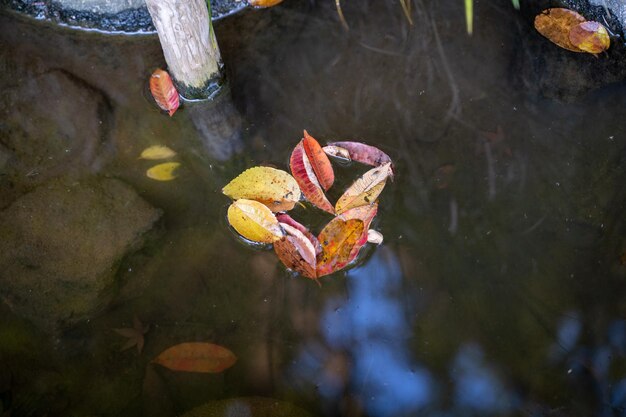 Czym najlepiej karmić rybki w przydomowym oczku wodnym?