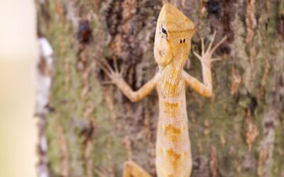 Fascynujący świat jaszczurek żyjących w Polsce