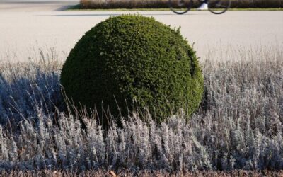 Formowanie tui w kulę – czy to trudne zadanie?