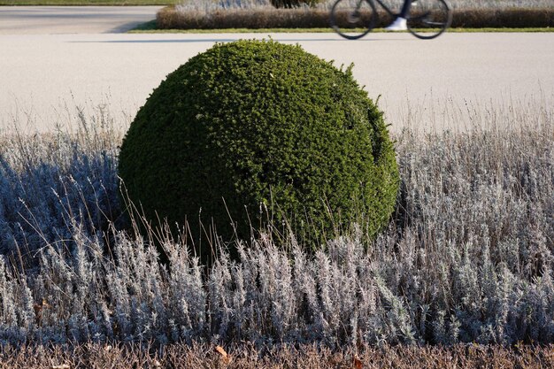 Formowanie tui w kulę - czy to trudne zadanie?