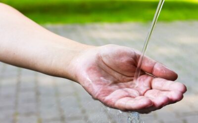 Gdzie znaleźć rukiew wodną do zakupu?