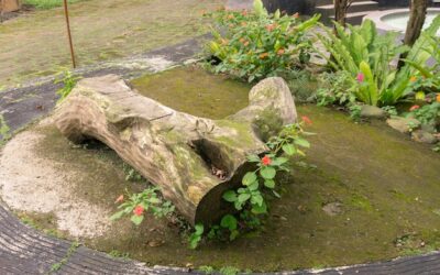 Jak stworzyć urokliwy mały strumyk we własnym ogrodzie?