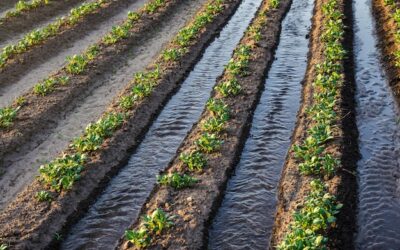 Jak umieścić linię kroplującą – na czy pod agrowłókniną?