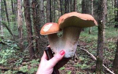 Jak wyglądają grzybienie – tajemnicze kwiaty wodne?