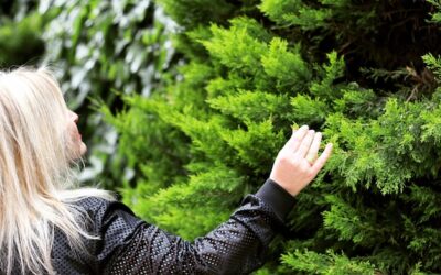 Na jaką głębokość sadzić tuje, aby dobrze się przyjęły?