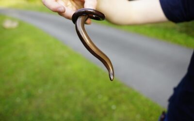 Sprytny sposób na nawadnianie ogrodu – jak zrobić wąż kroplujący?