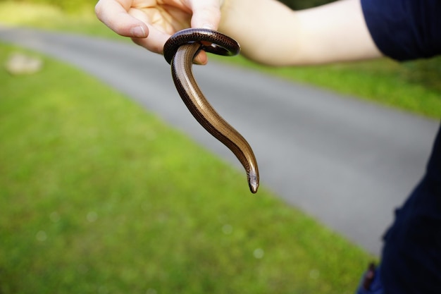 Sprytny sposób na nawadnianie ogrodu - jak zrobić wąż kroplujący?