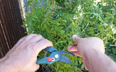 Sztuka formowania tui w spirale – jak nadać ogrodowi nowy wymiar?