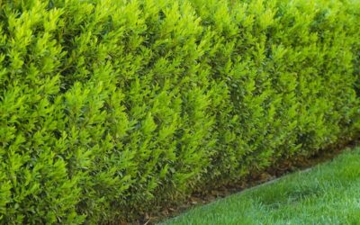 Z czego zrobić wysoki żywopłot w ogrodzie?