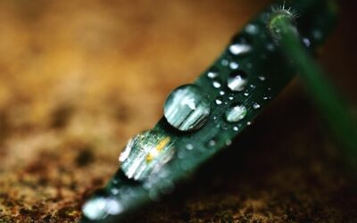 Ile wody zużywa nawadnianie kropelkowe w ogrodzie?