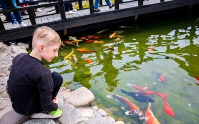 Jak dobrać odpowiedni pokarm dla karpi w stawie hodowlanym?