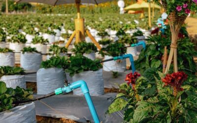 Jak zaprojektować system nawadniania ogrodu bez stresu i błędów?