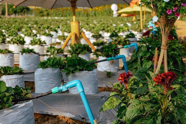 Jak zaprojektować system nawadniania ogrodu bez stresu i błędów?