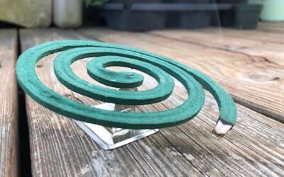 Jak zrobić efektowną spiralę z tui w ogrodzie?