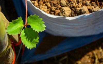 Jak zrobić solidne podpory do winogron w przydomowym ogrodzie?