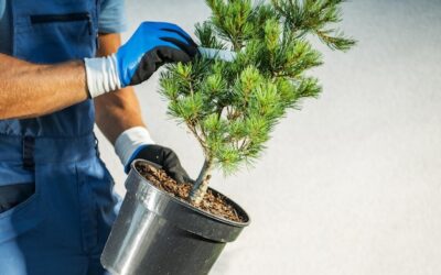 Kiedy i jak często podlewać iglaki w ogrodzie?