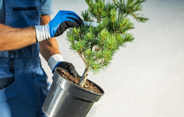 Kiedy i jak często podlewać iglaki w ogrodzie?