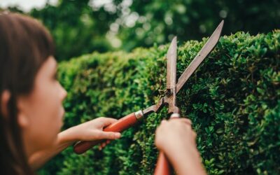 Przycinanie tui w czerwcu – czy to dobry pomysł dla naszego ogrodu?