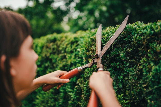 Przycinanie tui w czerwcu - czy to dobry pomysł dla naszego ogrodu?