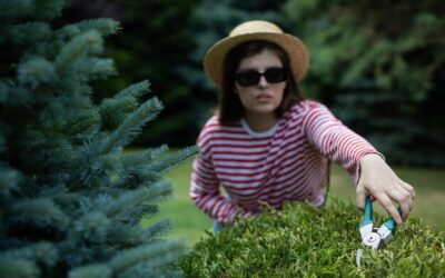 Sztuka cięcia tui w spirale – jak nadać krzewom niepowtarzalny kształt?