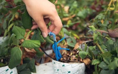 Jak zrobić prostą linię kroplującą w ogrodzie?