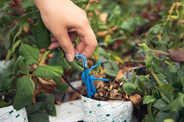 Jak zrobić prostą linię kroplującą w ogrodzie?