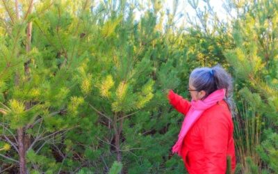 Kiedy przycinać tuje, aby zachowały piękny kształt?