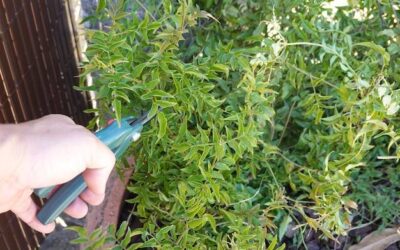 Jak przycinać tuje Brabant, by rosły gęste i bujne?