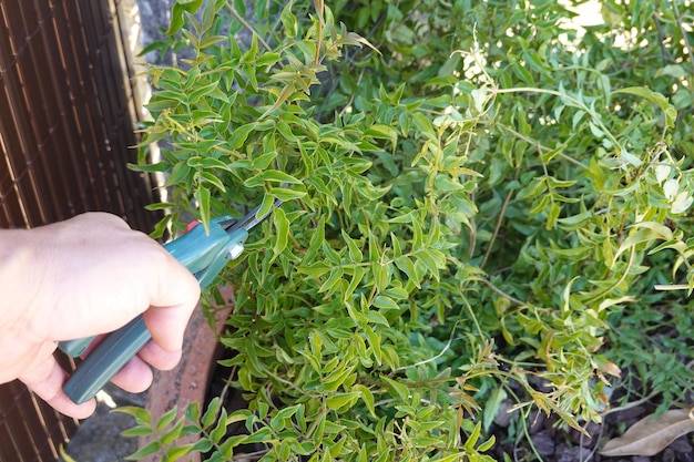 Jak przycinać tuje Brabant, by rosły gęste i bujne?