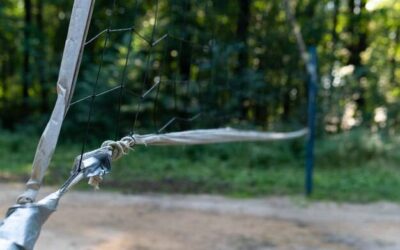 Jaki iglak sprawdzi się najlepiej jako żywopłot w ogrodzie?