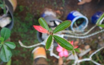 Jakie rury sprawdzą się najlepiej do nawadniania ogrodu?