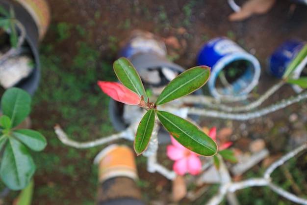 Jakie rury sprawdzą się najlepiej do nawadniania ogrodu?