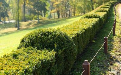 Z jakiego materiału stworzyć najładniejszy żywopłot?