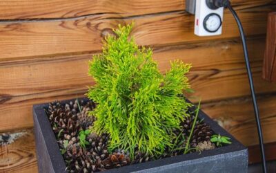 Jak często nawozić tuje, aby cieszyć się bujną zielenią?