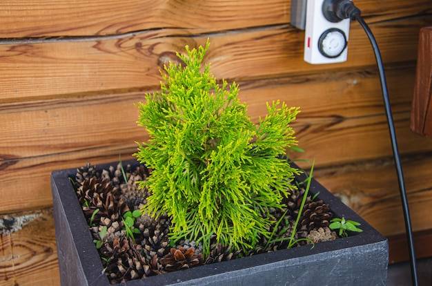 Jak często nawozić tuje, aby cieszyć się bujną zielenią?