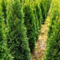 Jak gęsto sadzić choinę kanadyjską, by stworzyć piękny żywopłot?