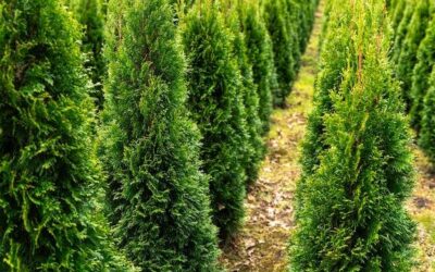 Jak gęsto sadzić choinę kanadyjską, by stworzyć piękny żywopłot?