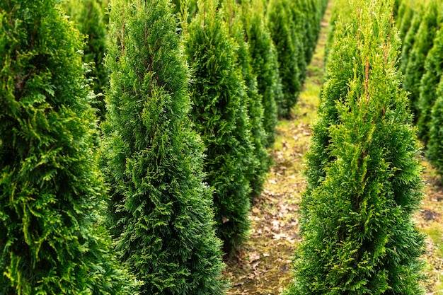 Jak gęsto sadzić choinę kanadyjską, by stworzyć piękny żywopłot?