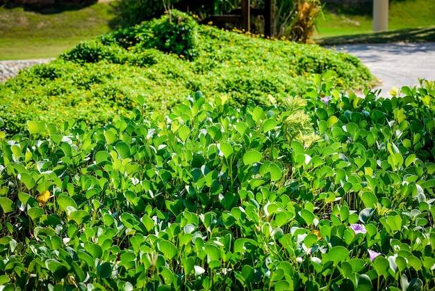 Jakie rośliny wybierać na szybko rosnący żywopłot?