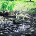 Idealne miejsce na staw - jak wybrać najlepszą lokalizację?