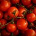 Pomidorki koktajlowe na balkonie - lipiec to pełnia zbiorów