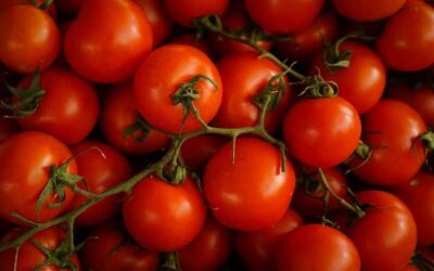 Pomidorki koktajlowe na balkonie – lipiec to pełnia zbiorów