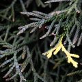 Czy tuje rosną zimą, gdy wszystko wokół zasypia?