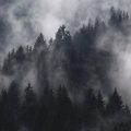 Kiedy i jak prawidłowo ciąć tuje szmaragd?