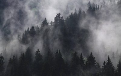 Kiedy i jak prawidłowo ciąć tuje szmaragd?